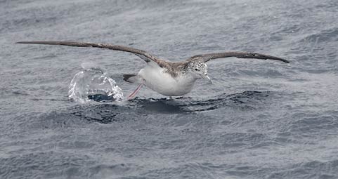 Streaked Shearwater (Calonectris leucomelas) photo image