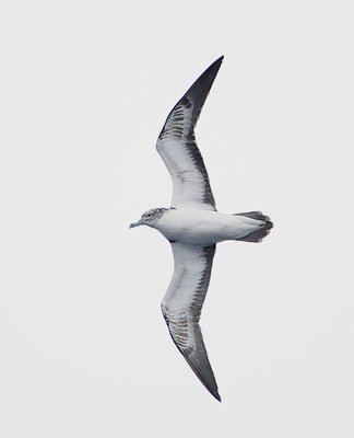 Streaked Shearwater (Calonectris leucomelas) photo image