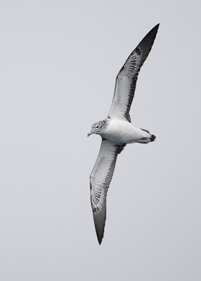 Streaked Shearwater (Calonectris leucomelas) photo image