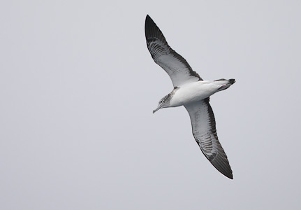 Streaked Shearwater (Calonectris leucomelas) photo image