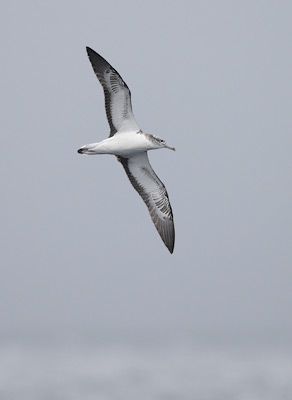 Streaked Shearwater (Calonectris leucomelas) photo image
