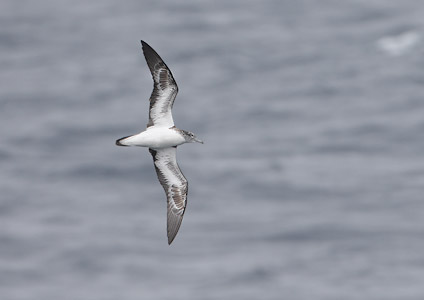 Streaked Shearwater (Calonectris leucomelas) photo image
