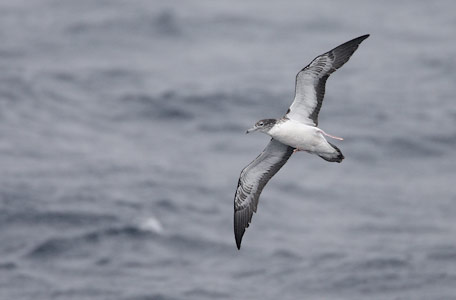 Streaked Shearwater (Calonectris leucomelas) photo image