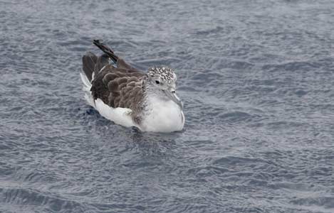 Streaked Shearwater (Calonectris leucomelas) photo image