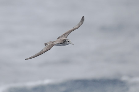 Streaked Shearwater (Calonectris leucomelas) photo image