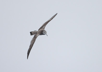 Streaked Shearwater (Calonectris leucomelas) photo image