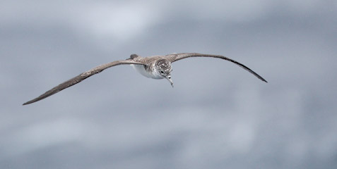 Streaked Shearwater (Calonectris leucomelas) photo image