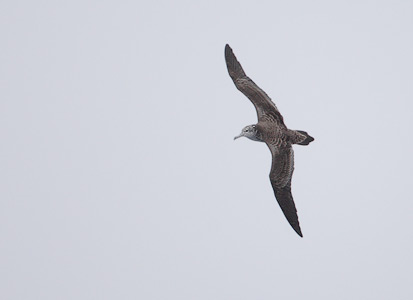 Streaked Shearwater (Calonectris leucomelas) photo image
