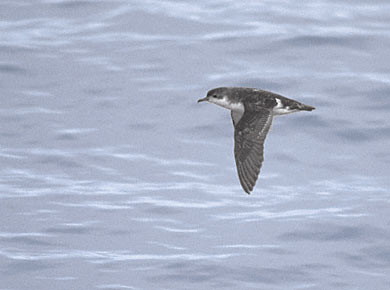 Subantarctic (Little) Shearwater (Puffinus [assimilis] elegans) photo image