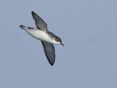 Subantarctic (Little) Shearwater (Puffinus [assimilis] elegans) photo image