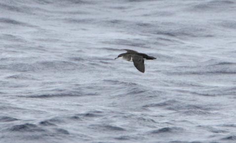 Tropical Shearwater (Puffinus bailloni) photo