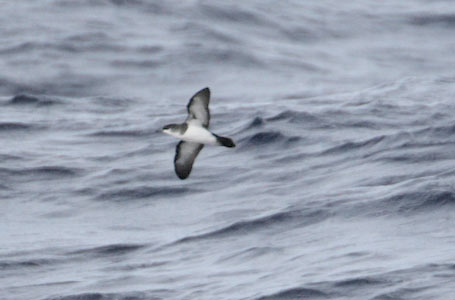 Tropical Shearwater (Puffinus bailloni) photo