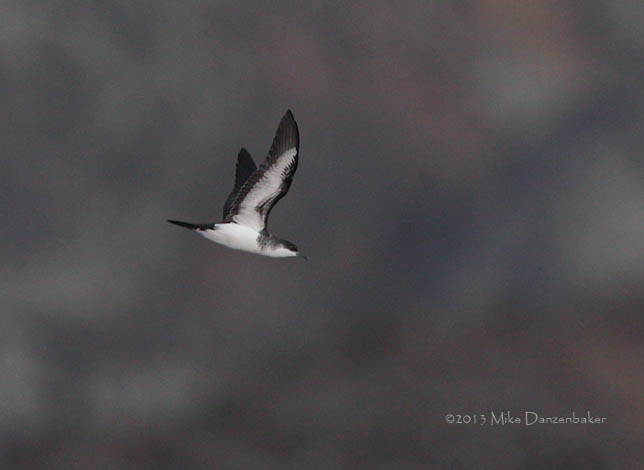Tropical Shearwater (Puffinus bailloni) photo