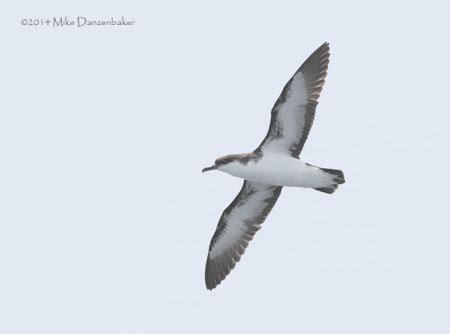 Tropical Shearwater (Puffinus bailloni) photo