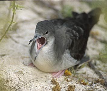 Wedge-tailed Shearwater (Puffinus pacificus) photo image