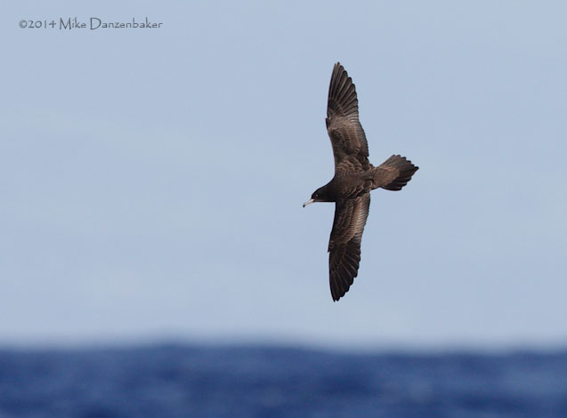 Wedge-tailed Shearwater (Puffinus pacificus) photo image
