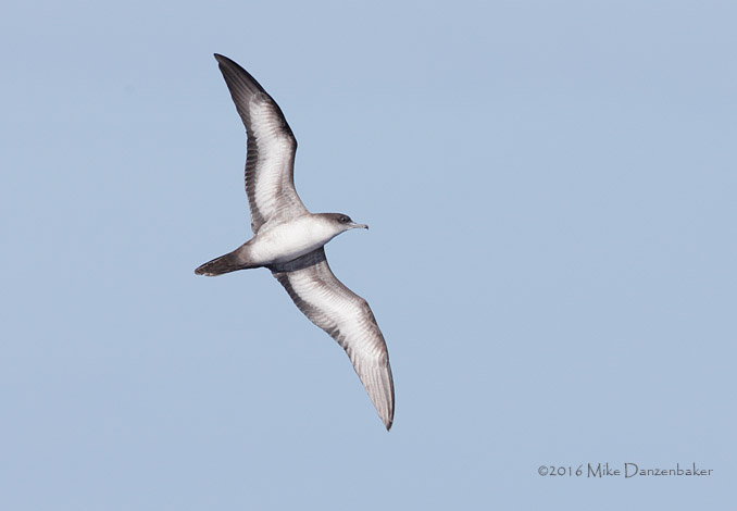 Wedge-tailed Shearwater (Puffinus pacificus) photo image