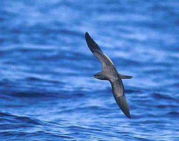 Wedge-tailed Shearwater (Puffinus pacificus) photo image