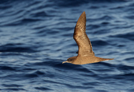 Wedge-tailed Shearwater (Puffinus pacificus) photo image