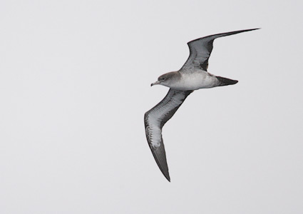 Wedge-tailed Shearwater (Puffinus pacificus) photo image