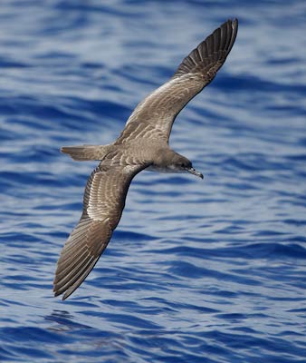 Wedge-tailed Shearwater (Puffinus pacificus) photo image
