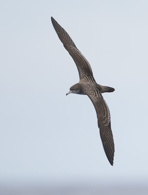Wedge-tailed Shearwater (Puffinus pacificus) photo image