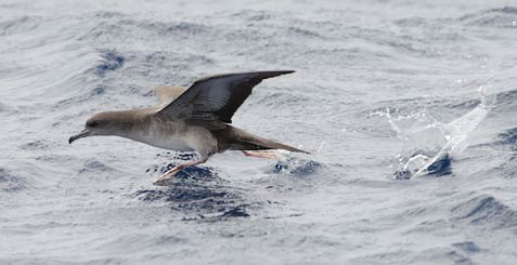 Wedge-tailed Shearwater (Puffinus pacificus) photo image