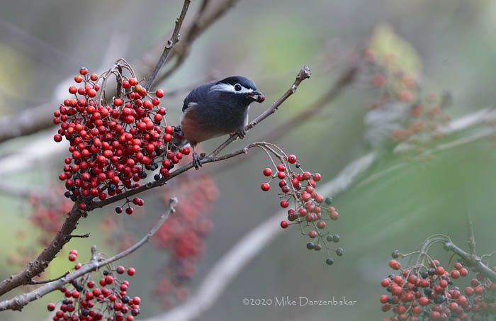 White-eared Sibia (Heterophasia auricularis) photo image