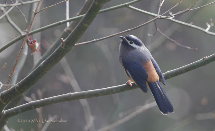 White-eared Sibia (Heterophasia auricularis) photo image