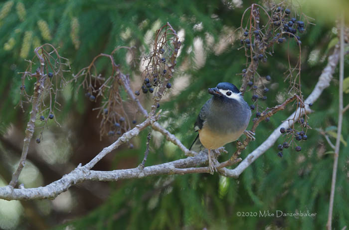 White-eared Sibia (Heterophasia auricularis) photo image