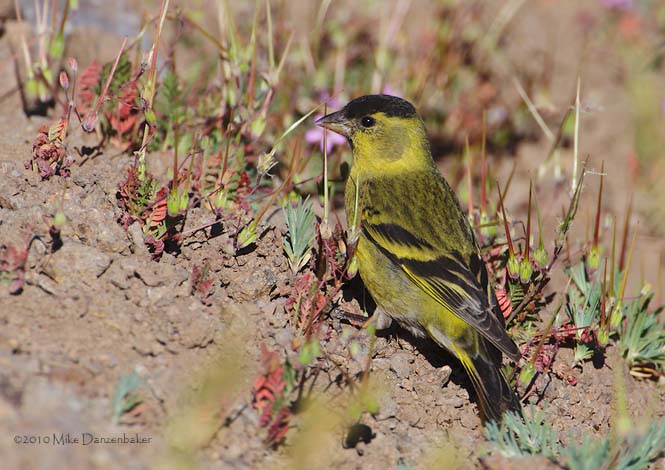 Black-chinned Siskin (Carduelis barbata) photo image