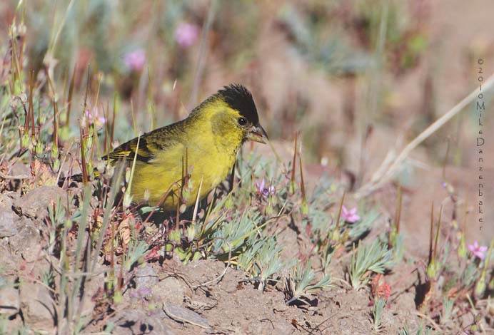 Black-chinned Siskin (Carduelis barbata) photo image