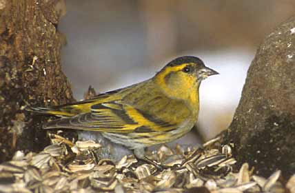 Eurasian Siskin (Carduelis spinus) photo image