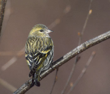 Eurasian Siskin (Carduelis spinus) photo image