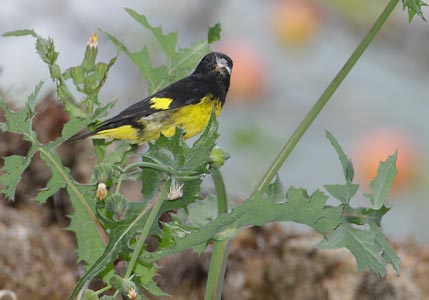 Yellow-bellied Siskin (Carduelis xanthogastra) photo image