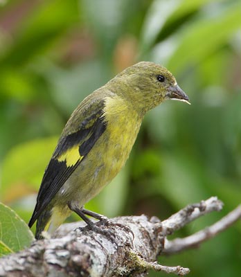 Yellow-bellied Siskin (Carduelis xanthogastra) photo image
