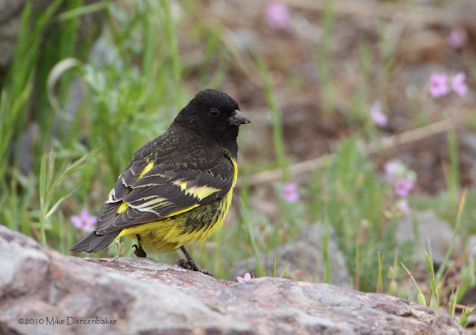 Yellow-rumped Siskin (Carduelis uropygialis) photo image