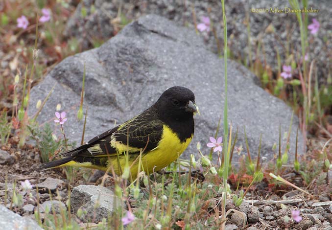 Yellow-rumped Siskin (Carduelis uropygialis) photo image