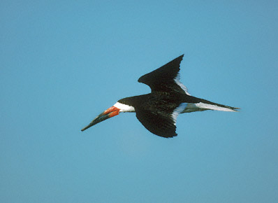 Black Skimmer (Rynchops niger) photo image