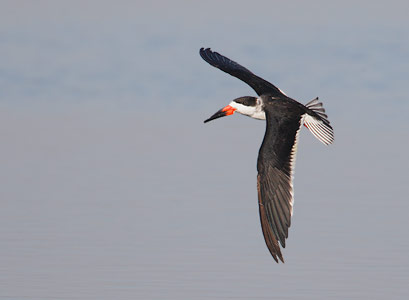 Black Skimmer (Rynchops niger) photo image