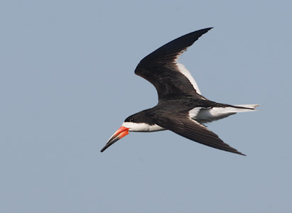 Black Skimmer (Rynchops niger) photo image