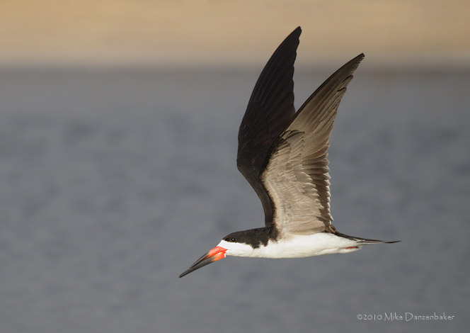 Black Skimmer (Rynchops niger) photo image