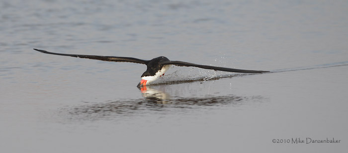 Black Skimmer (Rynchops niger) photo image