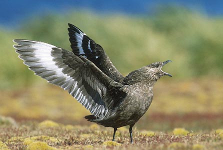 Brown Skua (Stercorarius antarcticus) photo image