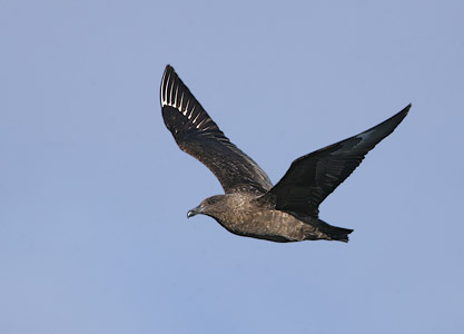 Brown Skua (Stercorarius antarcticus) photo image
