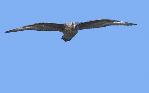 Brown Skua (Stercorarius antarcticus) photo image