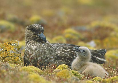 Brown Skua (Stercorarius antarcticus) photo image