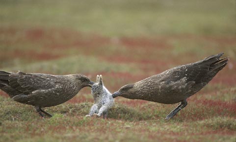 Brown Skua (Stercorarius antarcticus) photo image
