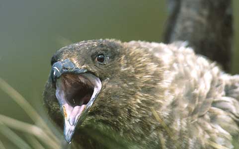 Brown Skua (Stercorarius antarcticus) photo image
