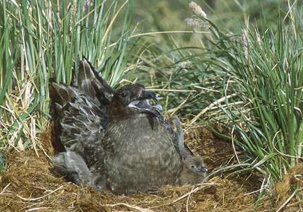 Brown Skua (Stercorarius antarcticus) photo image
